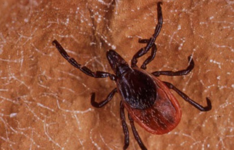 black legged tick